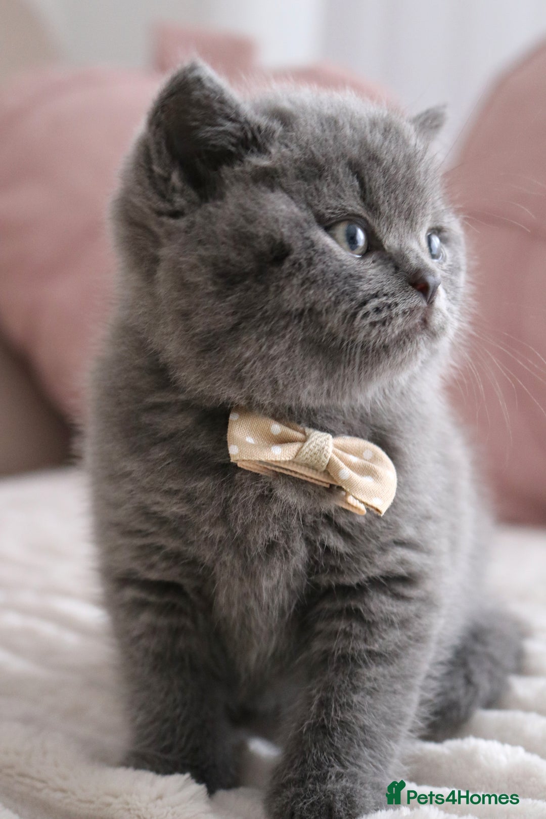British Shorthair cats for sale: ❤️British Shorthair Kittens GCCF -Ready December  - Image 11