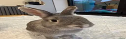 Mixed Breed rabbits for sale: Nibbles and Nora  in Southampton - Advert 7