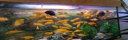 Cichlids fish for sale: Fish for sale - Advert 3