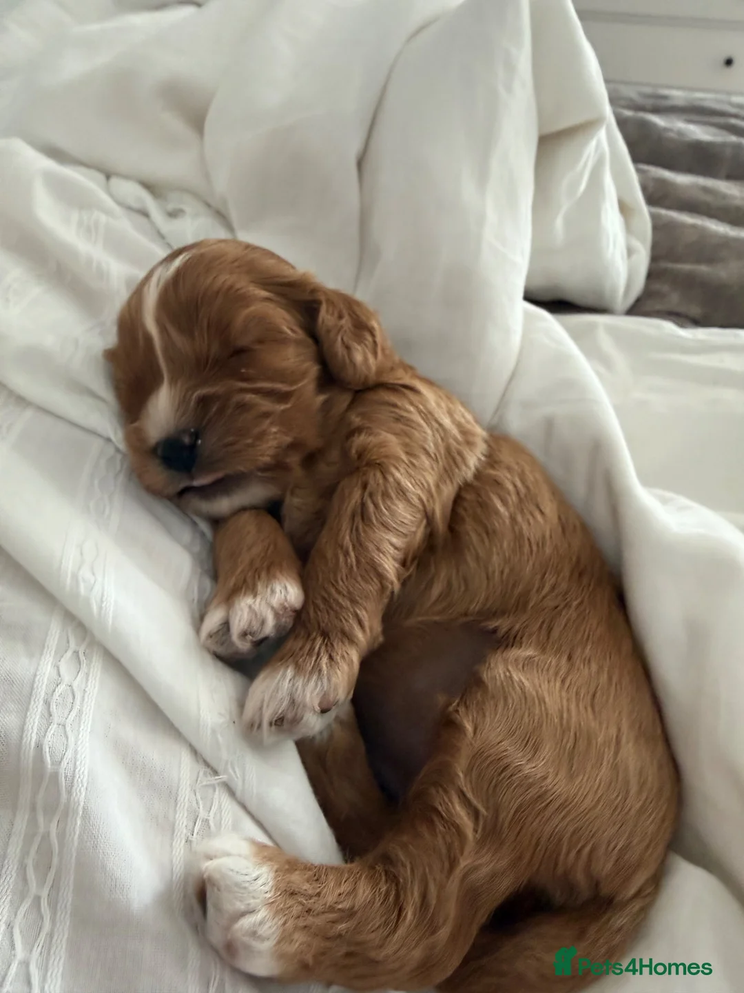 Cavapoo dogs for sale: Cavapoo F1B in Bristol - Advert 10