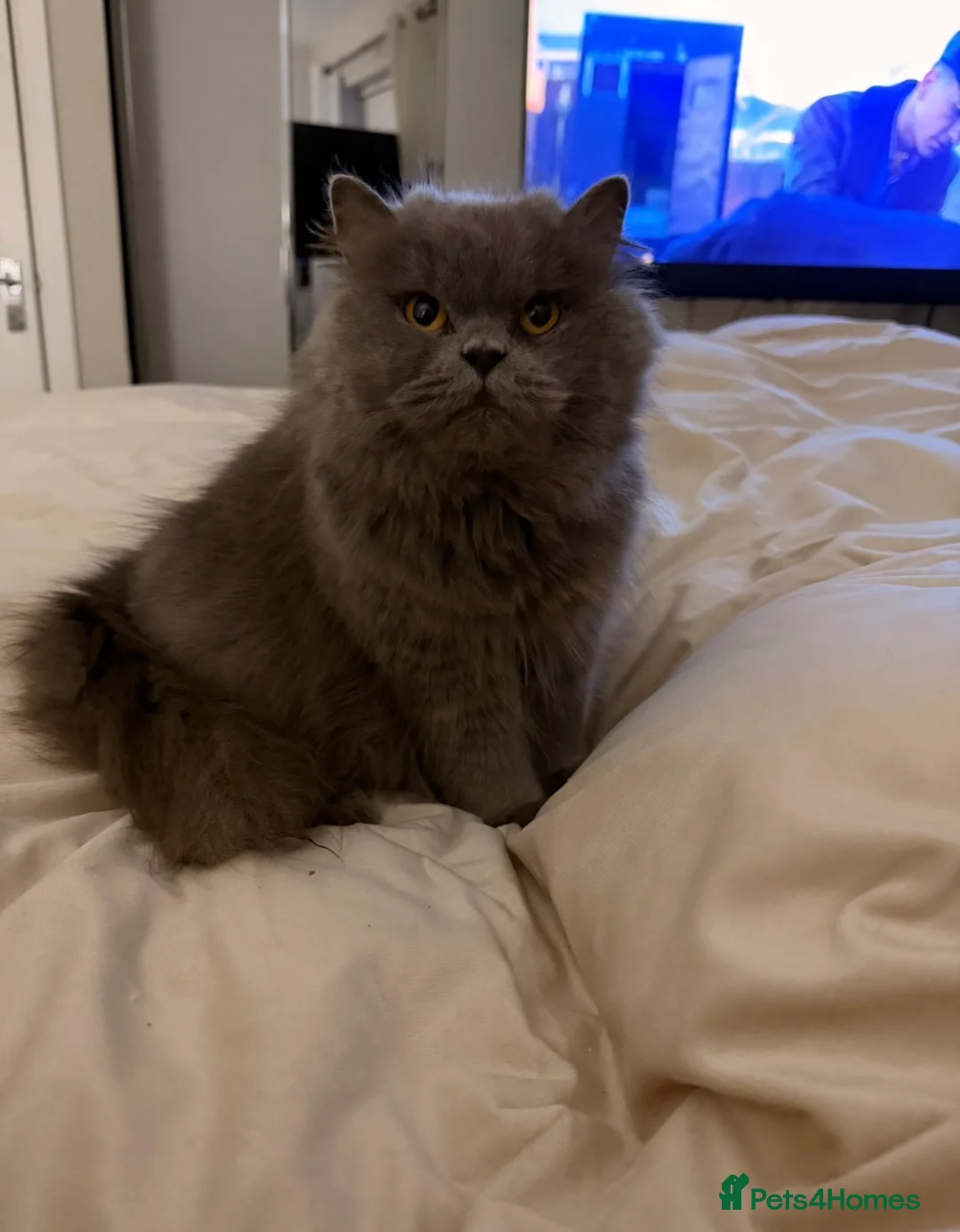 British Longhair cats for sale: Beautiful pure fluffy British longhair  - Advert 2