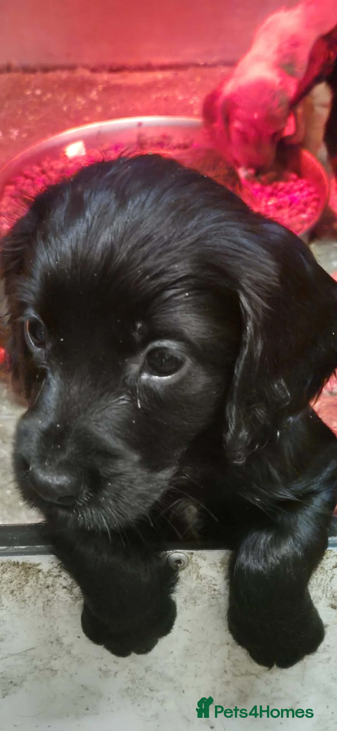 Cocker Spaniel dogs for sale: Stunning FTC Kc registered, Cocker spaniel puppies - Advert 8
