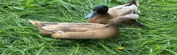 Ducks poultry for sale: Fertile khaki Campbell eggs  in Pudsey - Advert 2