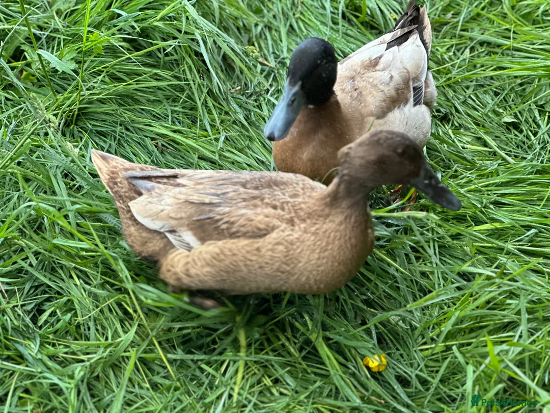 Ducks poultry for sale: Fertile khaki Campbell eggs  in Pudsey - Advert 2