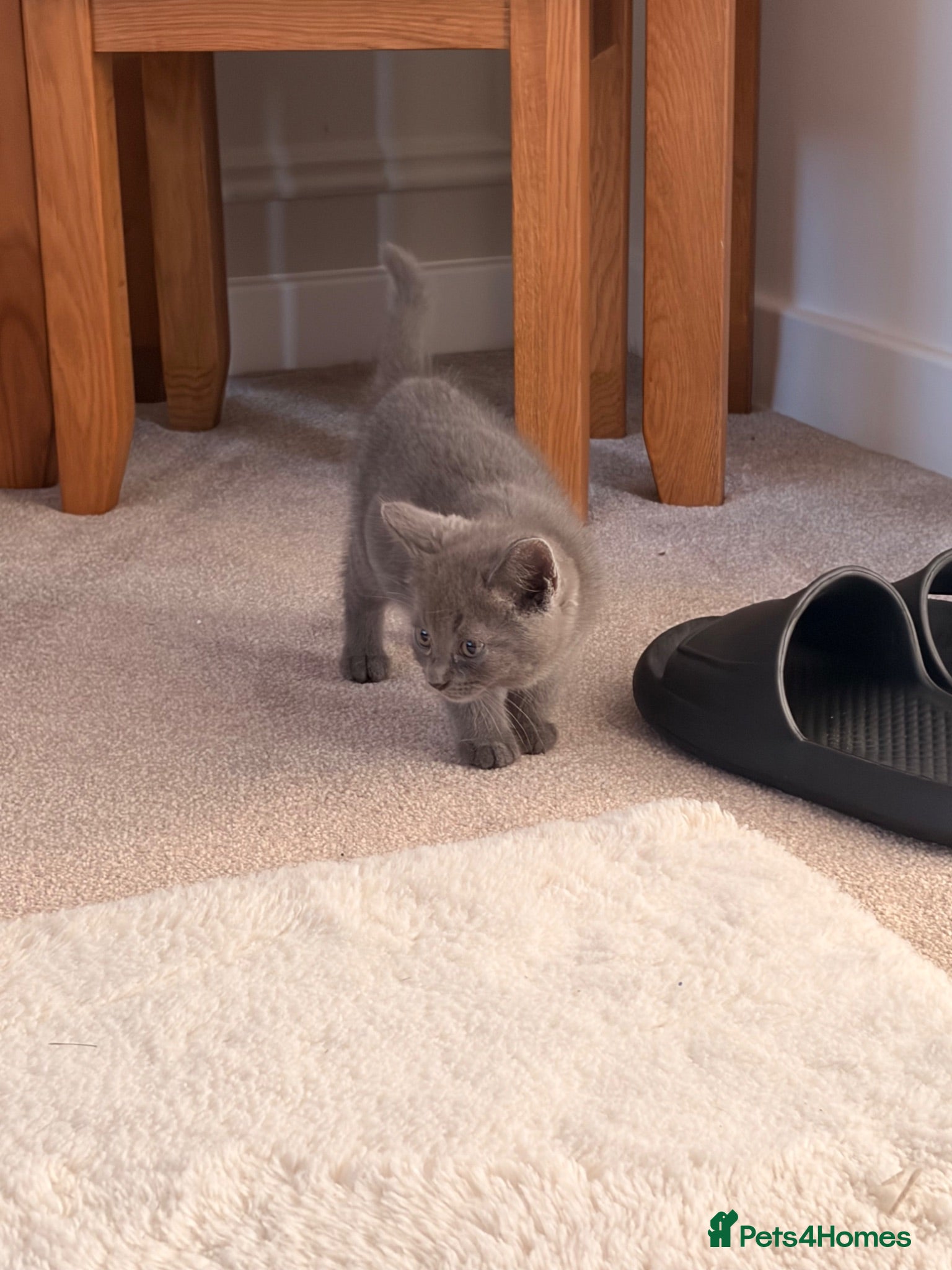 British Shorthair cats BSH kittens Ready Now - Advert 1