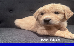Golden Retriever dogs for sale: Golden Retriever Puppies! 💛🐶 - Image 12