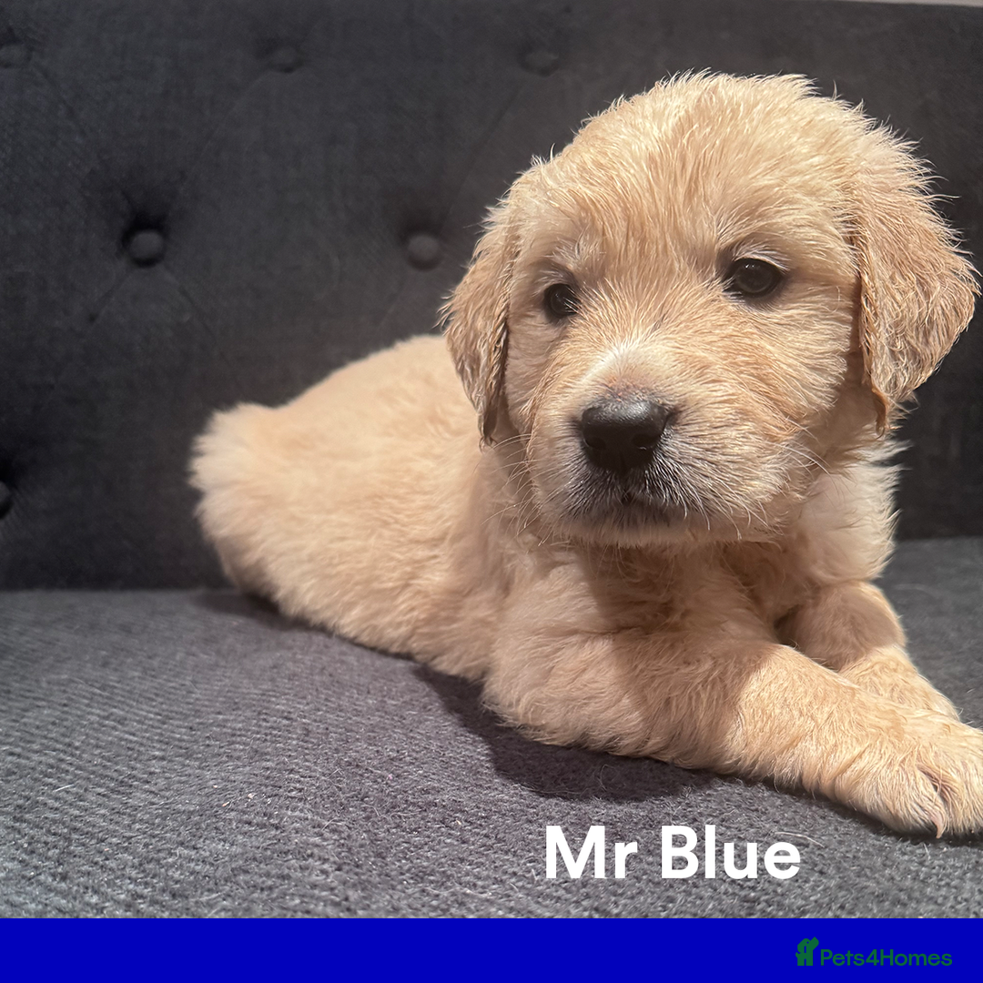 Golden Retriever dogs for sale: Golden Retriever Puppies! 💛🐶 - Image 12