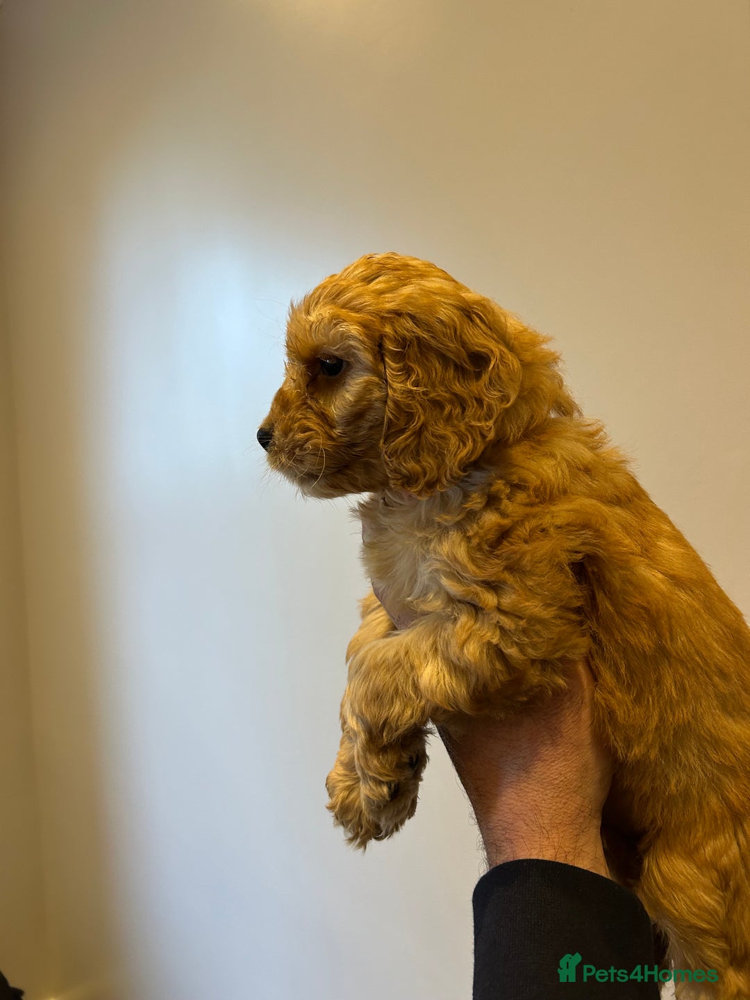 Cockapoo dogs for sale: Cockapoo puppies f1 gorgeous little babys - Advert 23