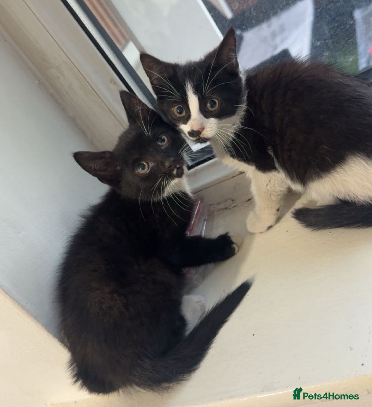 Mixed Breed cats Kitten  - Advert 4