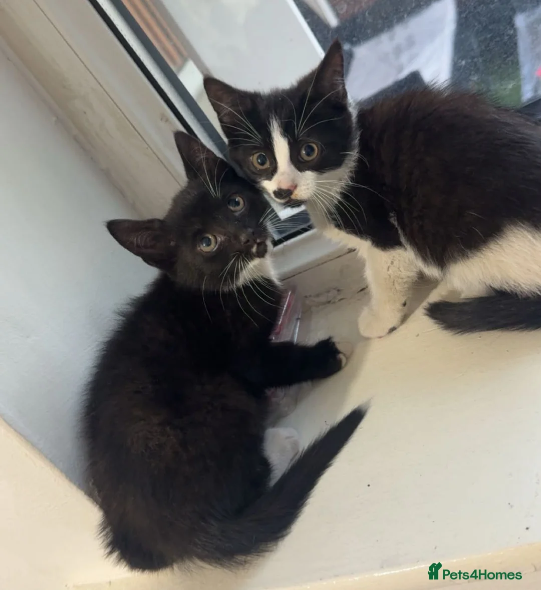 Mixed Breed cats for sale: Kitten  in Sheffield - Advert 1