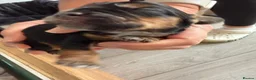 Cocker Spaniel dogs for sale: Beautiful Litter of Cocker Spaniels  in Kettering - Advert 4