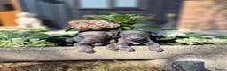 Whippet dogs for sale: Whippet Puppies - Advert 9