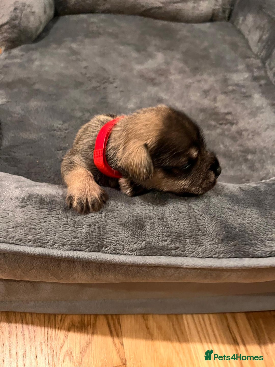 Miniature Schnauzer dogs for sale: Lovely litter of miniature schnauzers  - Advert 4