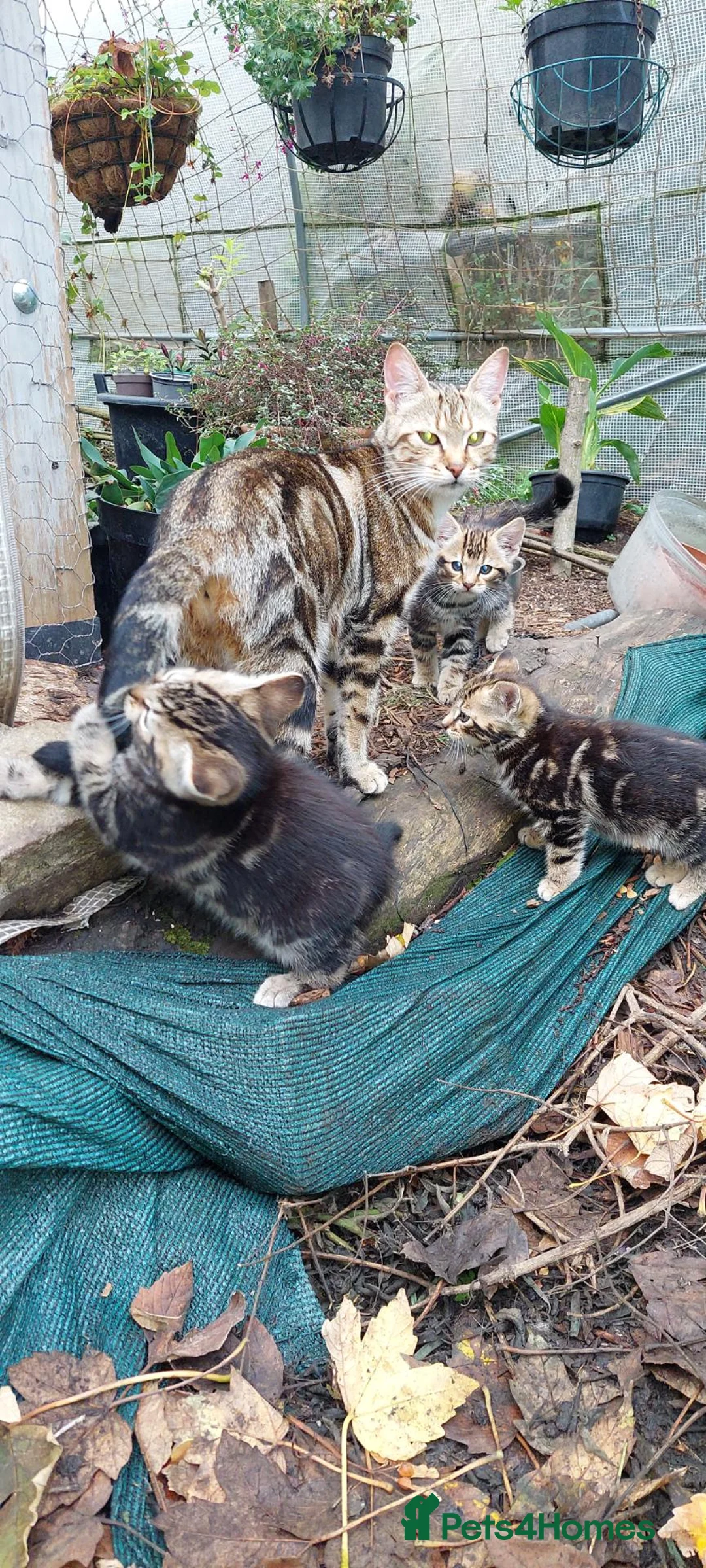 Mixed Breed cats for sale: Bengal cross - Advert 1