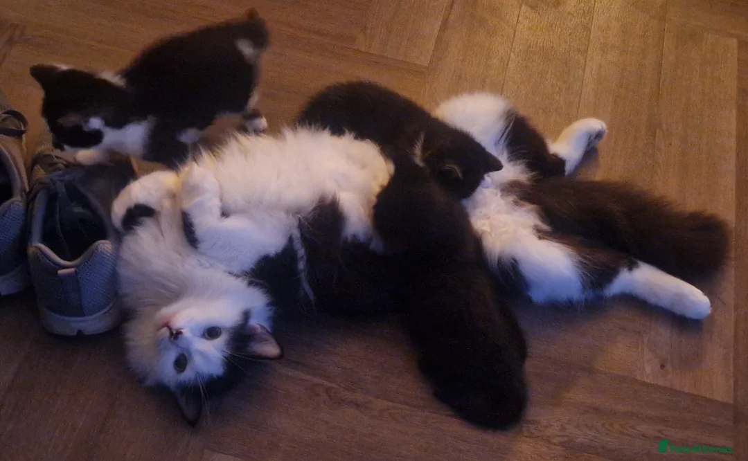 Mixed Breed cats for sale: Three gorgeous kittens! 🐾 - Advert 2