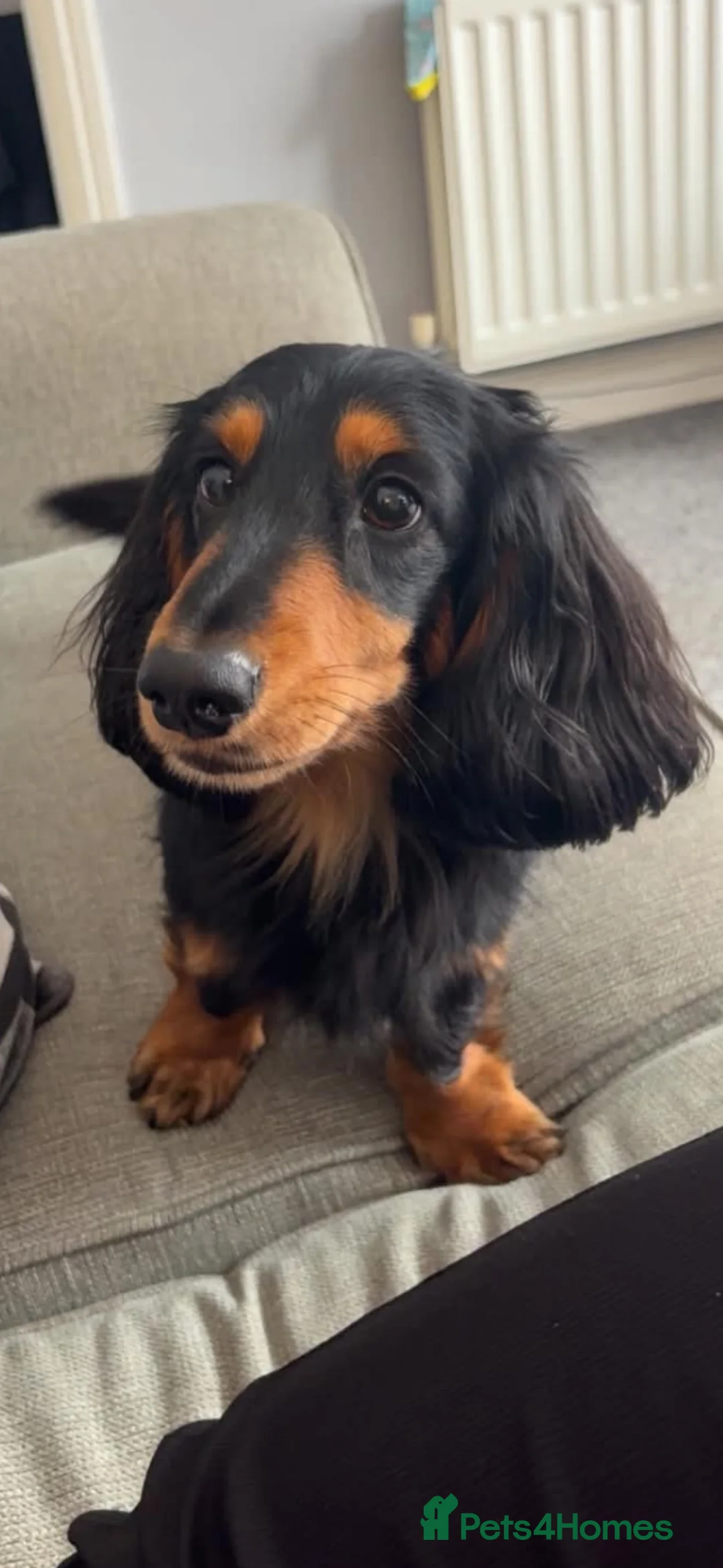 Miniature Dachshund dogs for sale: Long haired miniature daschund for sale  - Advert 2