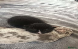 Mixed Breed cats for sale: 2 beautiful male kittens  - Image 2