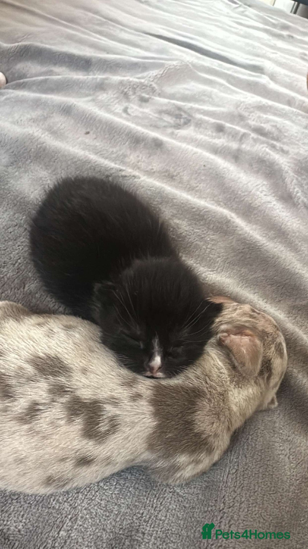 Mixed Breed cats for sale: 2 beautiful male kittens  - Image 2