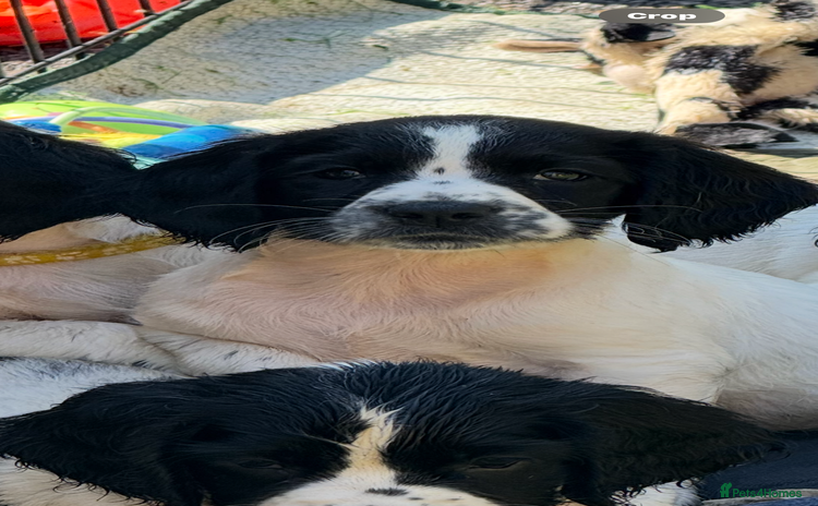 English Springer Spaniel dogs - Advert 7