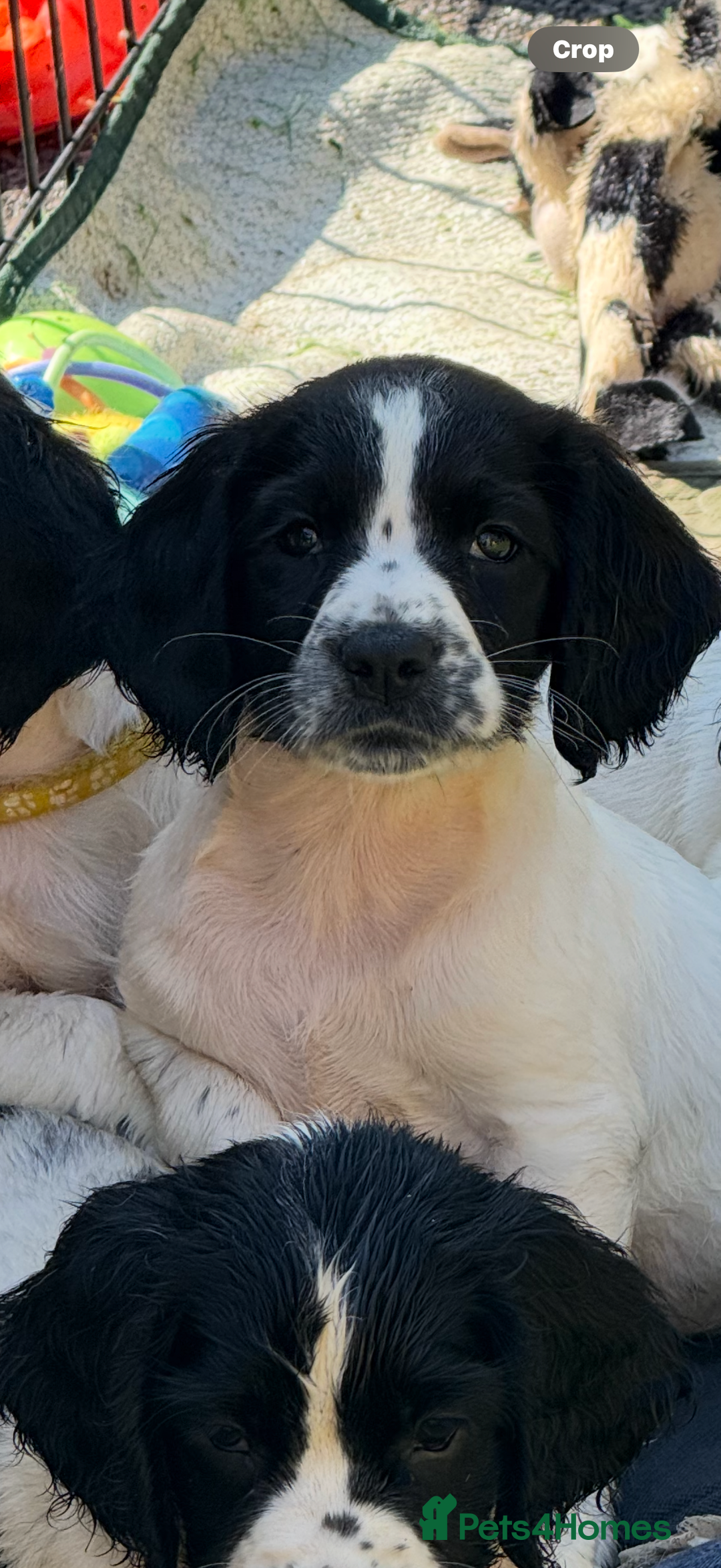 English Springer Spaniel dogs for sale: Kc reg  dna tested springer spaniels  - Image 7