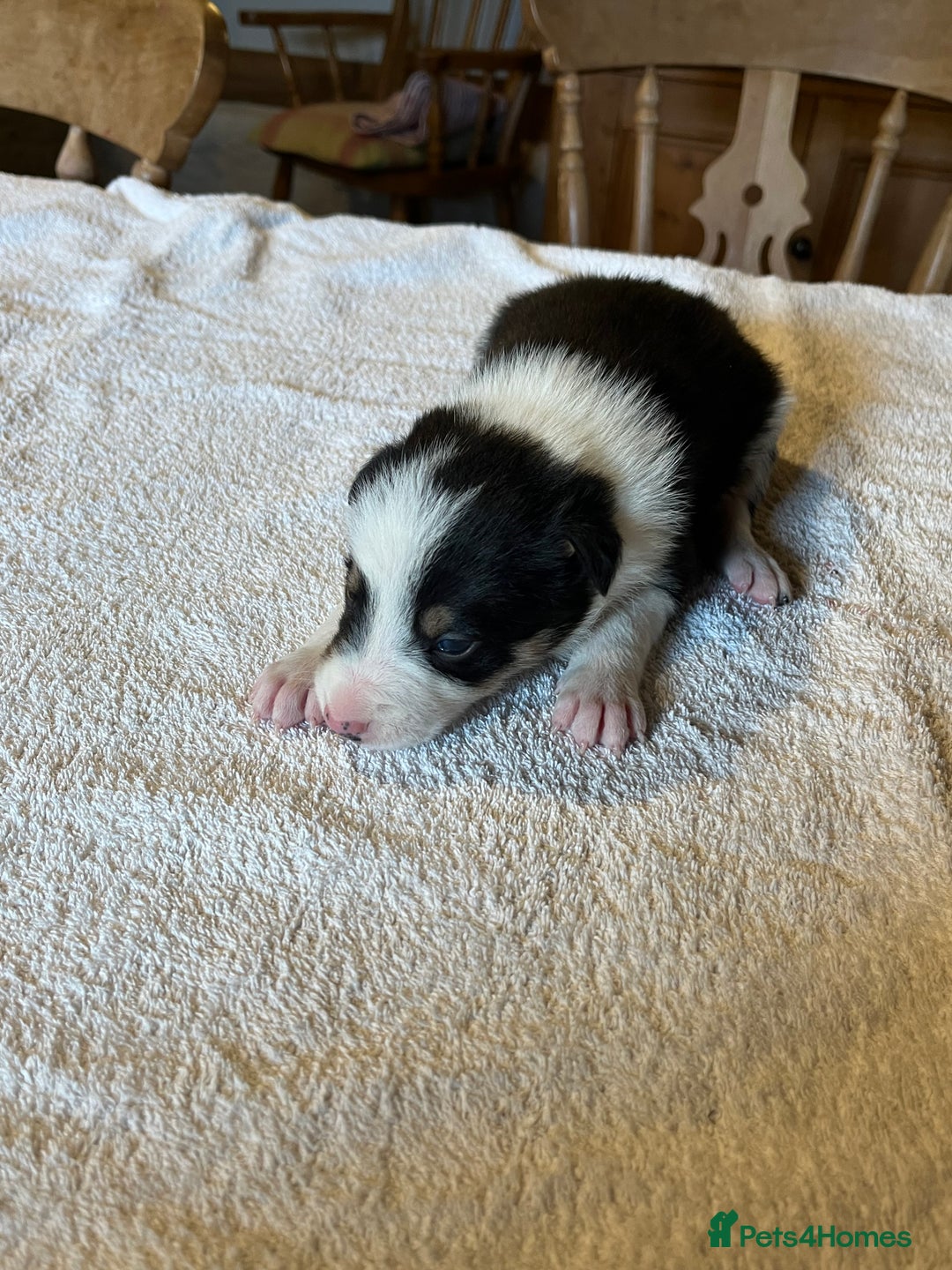 Border Collie dogs for sale: Border collie puppies for sale.  - Advert 5