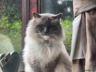 Ragdoll cats in Poulton-le-Fylde - Advert 7