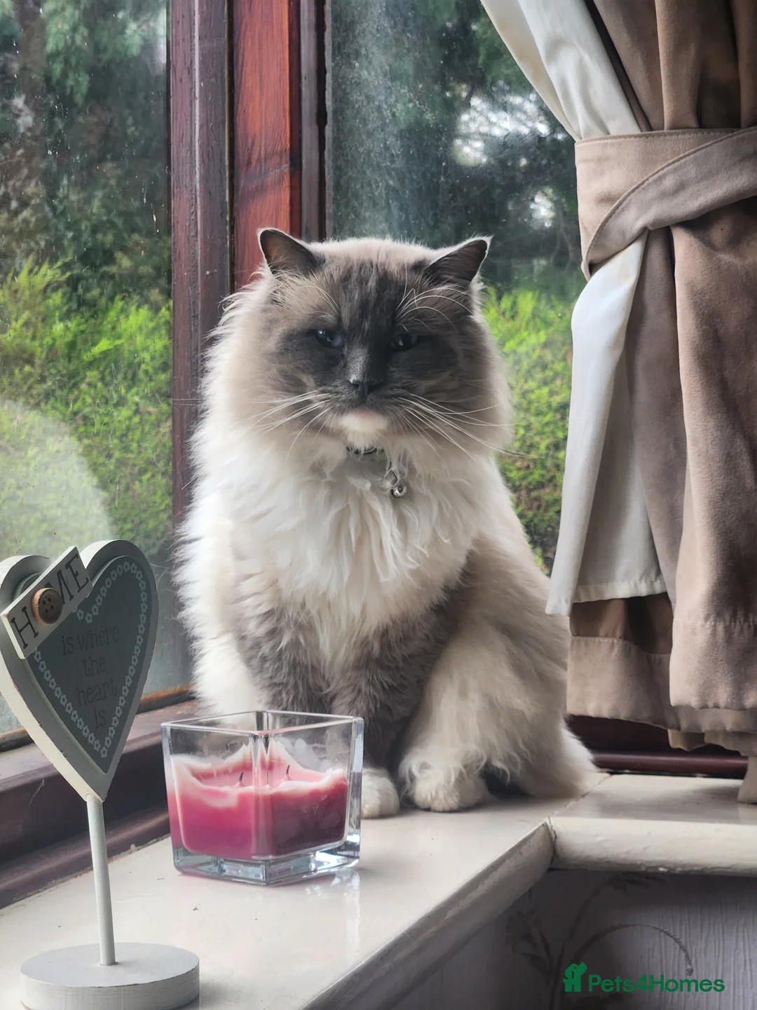 Ragdoll cats for stud: Beautiful ragdoll available for stud duties in Poulton-le-Fylde - Advert 3