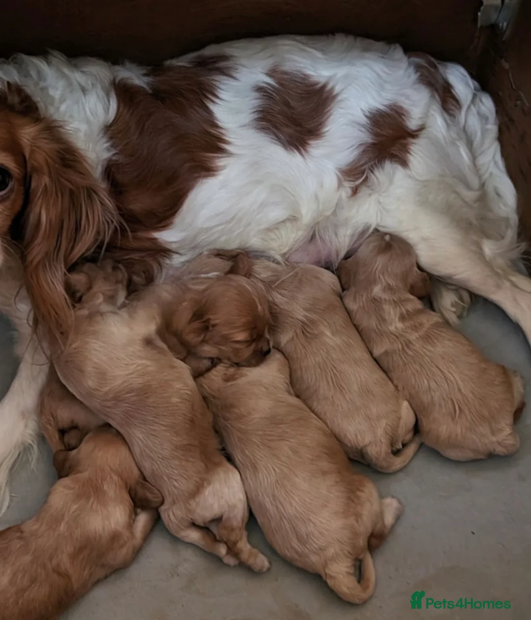 Cavapoo dogs for sale: F1 cavapoo puppy's  - Advert 2