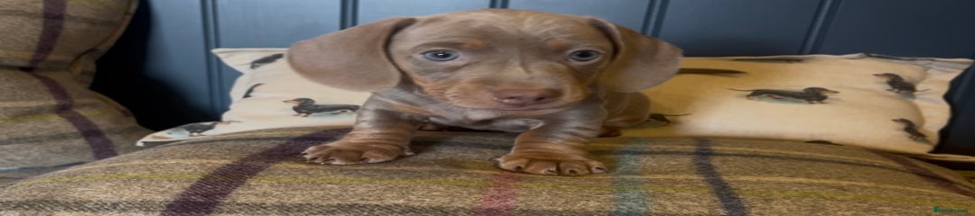 Miniature Dachshund Puppy 3