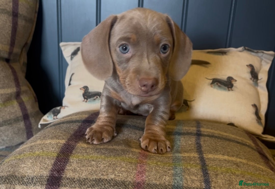 Miniature Dachshund dogs for sale: Gorgeous short & Long haired boys - Image 13