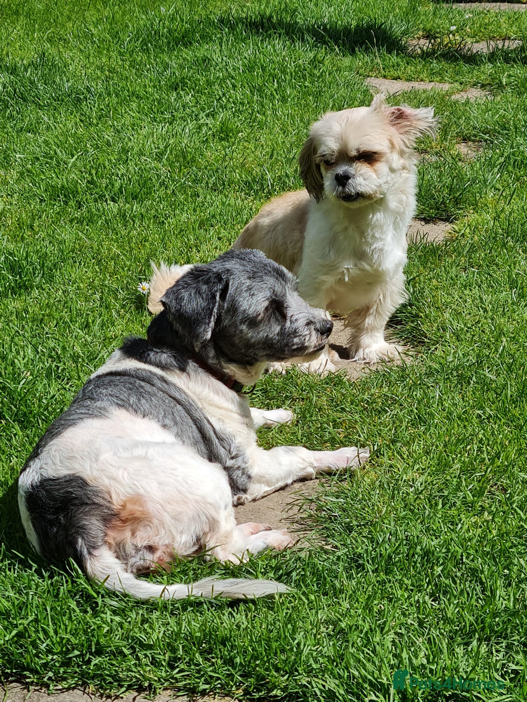 Mixed Breed dogs for sale: Tebetan terrier x shih tzu  - Image 14