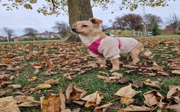 Mixed Breed dogs for adoption: Riele  - Image 4