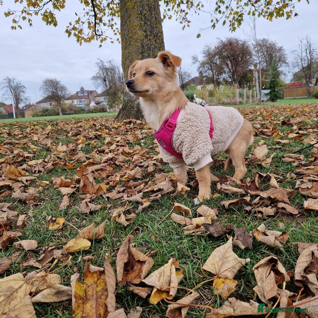 Mixed Breed dogs for adoption: Riele  - Image 4