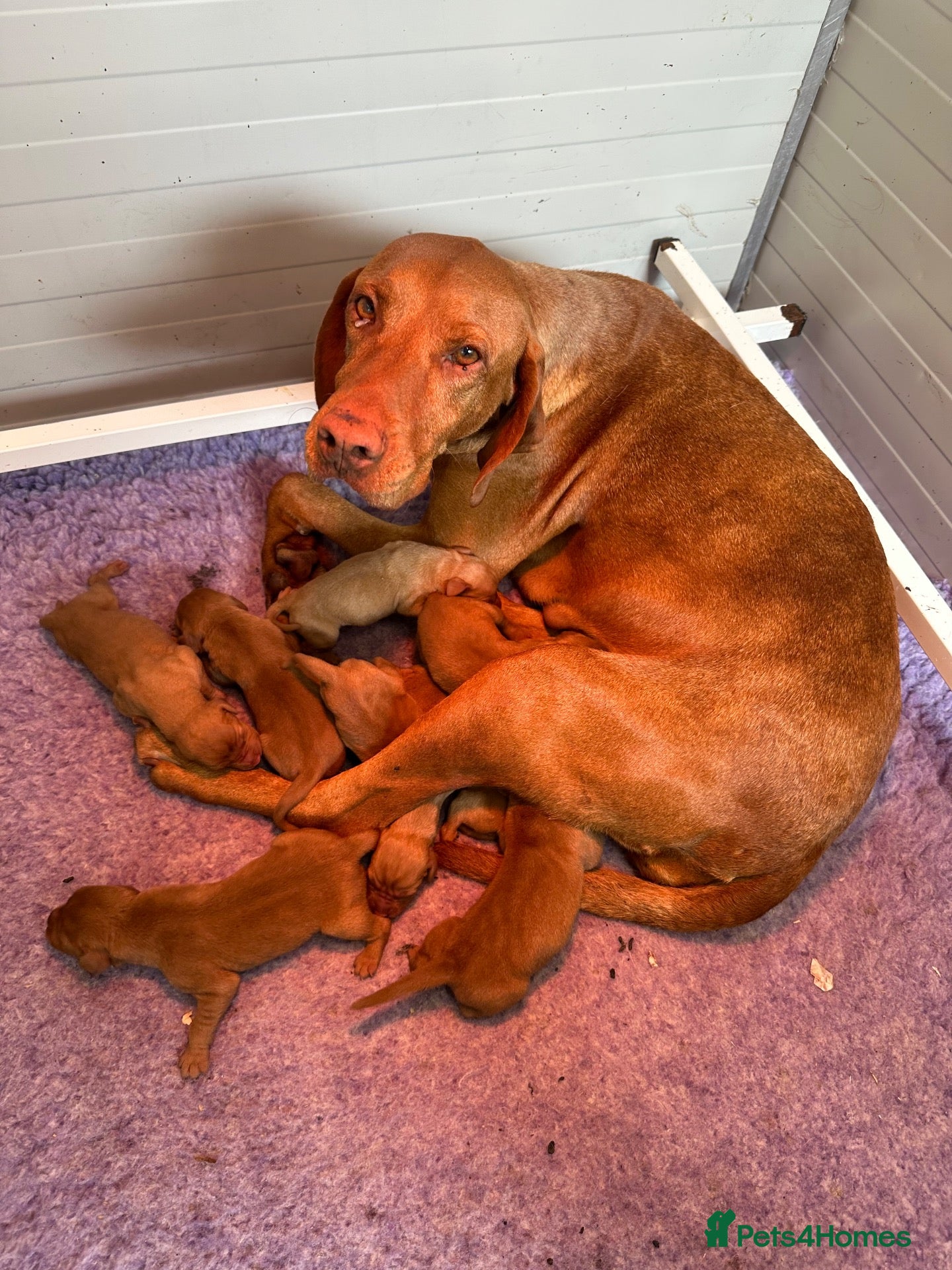 Hungarian Vizsla dogs for sale: Hungarian vizsla puppies for sale - Advert 2