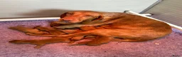 Hungarian Vizsla dogs for sale: Hungarian vizsla puppies for sale - Advert 2