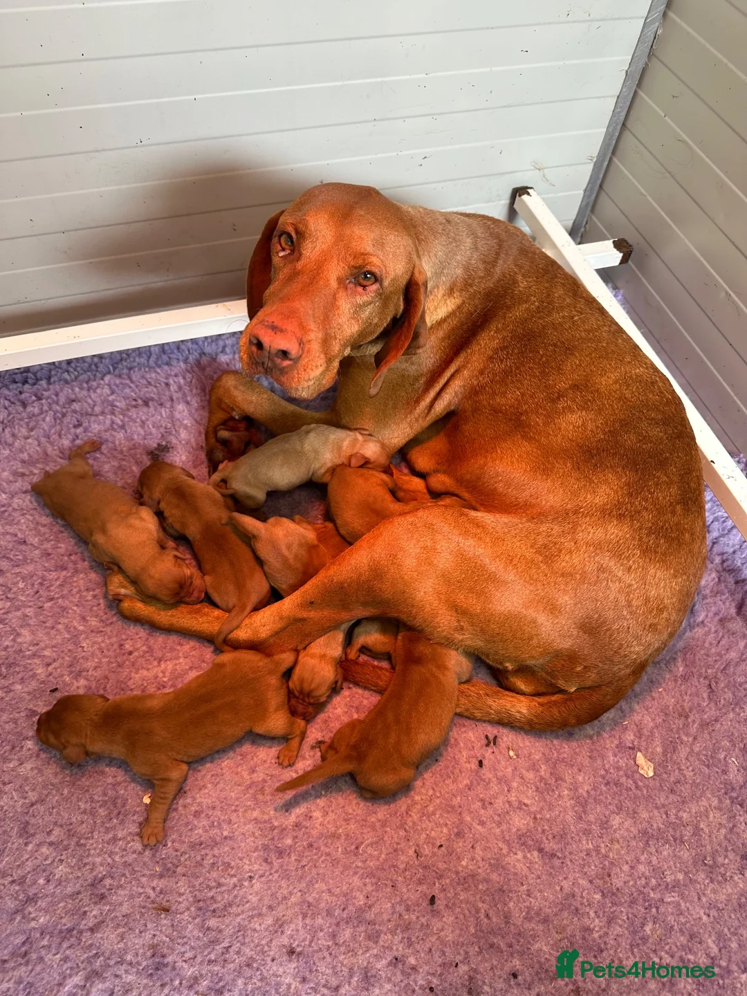 Hungarian Vizsla dogs for sale: Hungarian vizsla puppies for sale - Advert 2