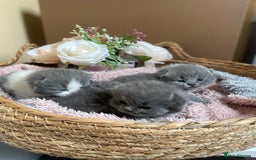British Shorthair cats for sale: Champion Bloodline British Shorthair Kittens  - Image 10