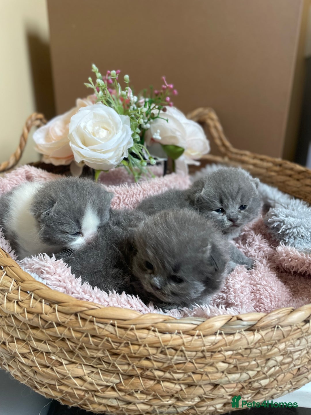 British Shorthair cats for sale: Champion Bloodline British Shorthair Kittens  - Image 10