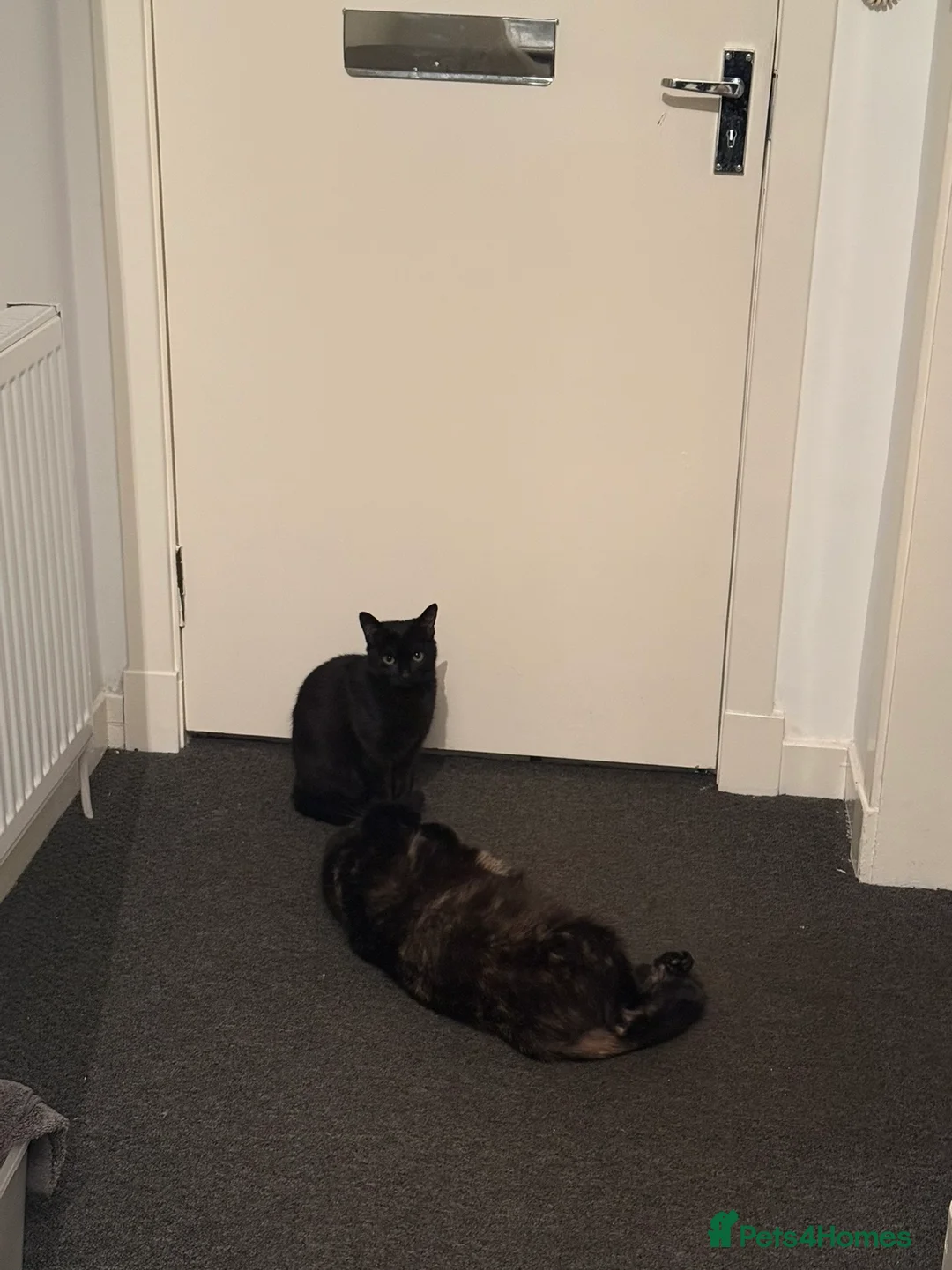 Mixed Breed cats for sale: A bonded pair in Kilmarnock - Advert 2