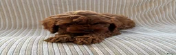 Cavapoo dogs for sale: Our delightful Cavapoo puppies  - Advert 4