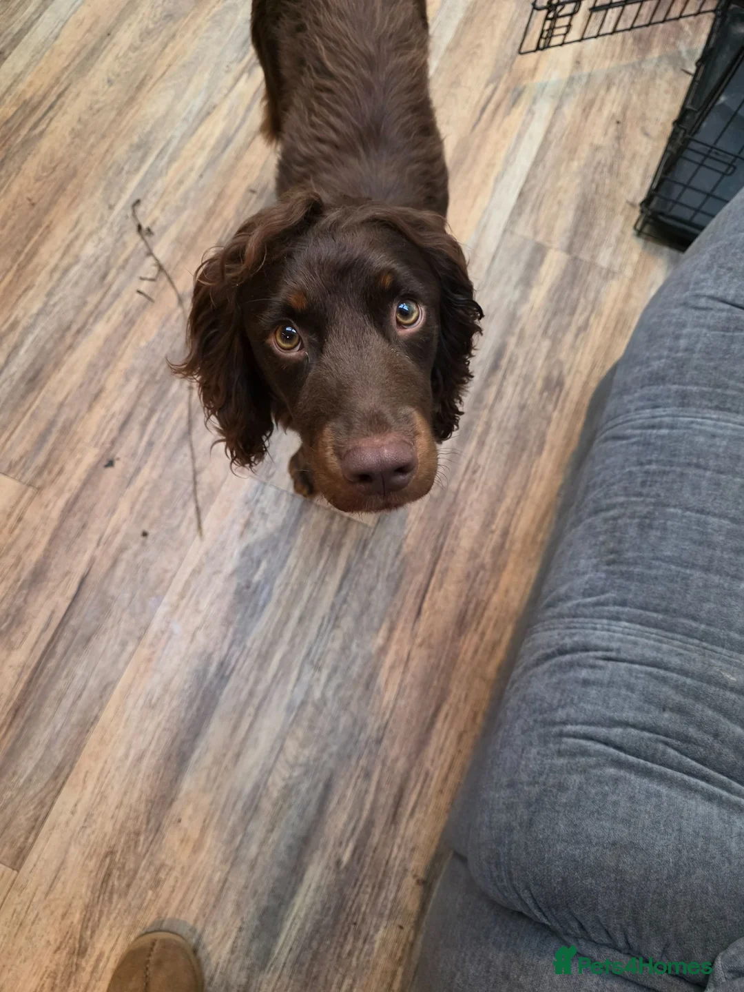 Cocker Spaniel dogs for sale: Heart breaking sale - Advert 1