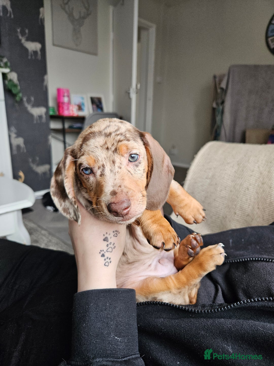 Dachshund dogs for stud: Dapple Daschund Male - Image 2