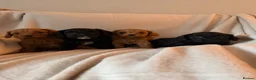 Cavapoo dogs for sale: 🐶 Adorable Cavapoo Puppies 🐶  - Advert 7