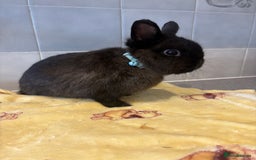 Netherland Dwarf rabbits for sale: Pure Netherland Dwarfs - Advert 6