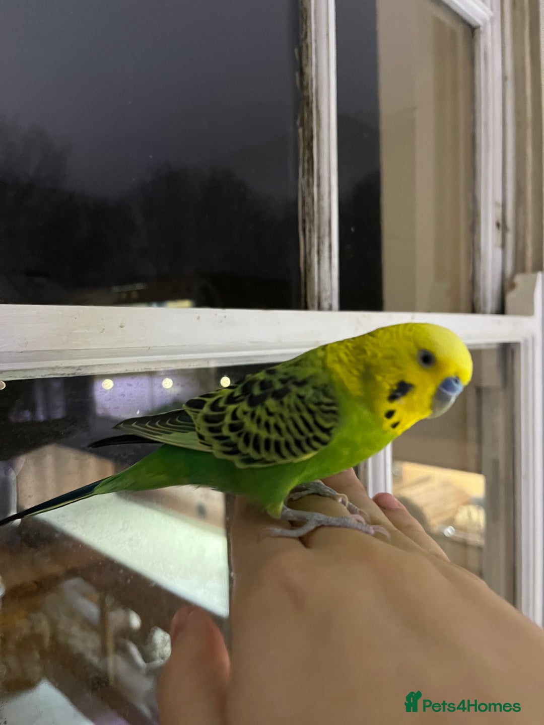 Budgerigars birds for sale: 2 Year old male budgie needing experienced owner  - Advert 2