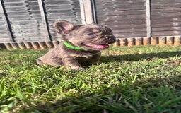 French Bulldog dogs for sale: Beautiful litter of pinks and fluffys  - Image 18