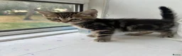 Mixed Breed cats for sale: Adorable Kittens Looking for Loving Homes in London - Advert 7
