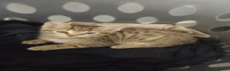 Mixed Breed cats for sale: 2 stunning tabby kittens  - Advert 4