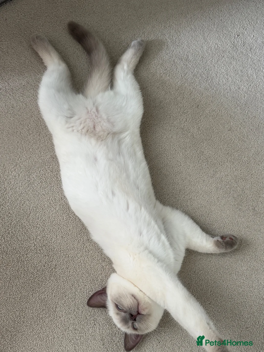 British Shorthair cats for sale: British Shorthair Silver Shaded  - Advert 2