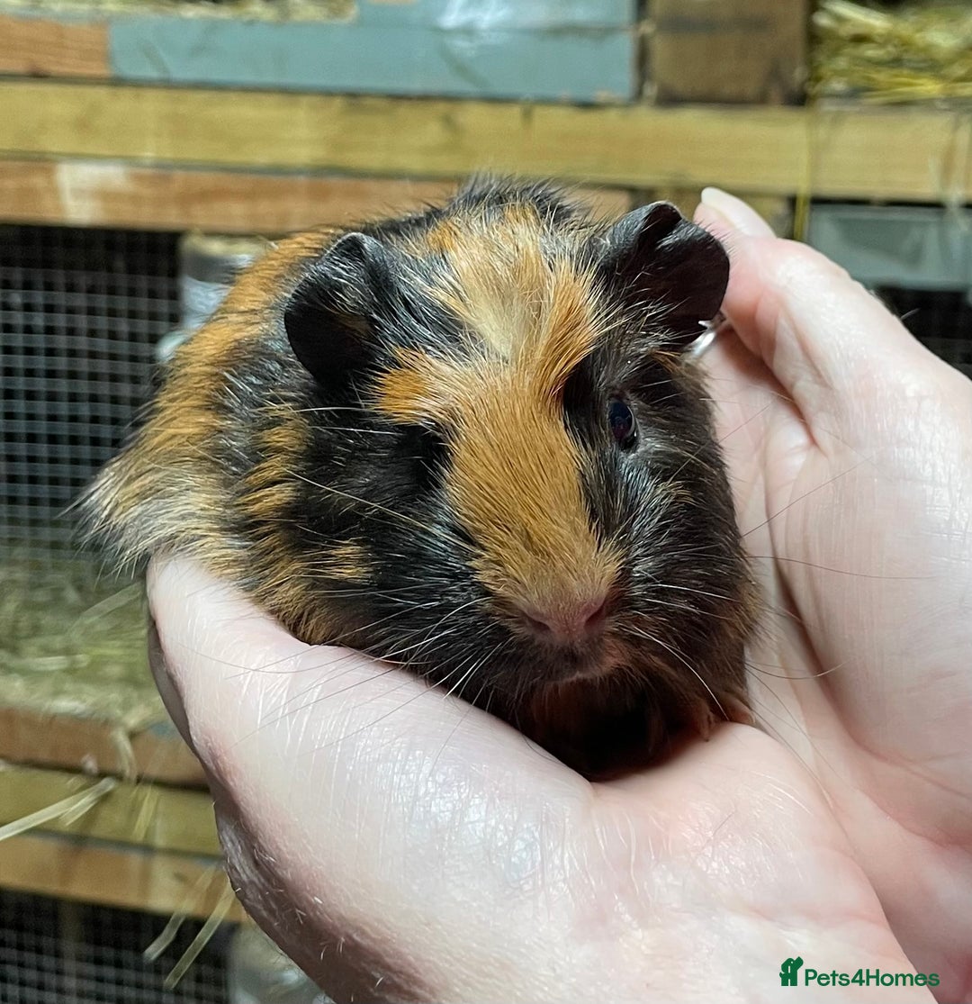 Guinea Pig rodents for sale: Bonded pair of baby guinea pigs - Advert 3